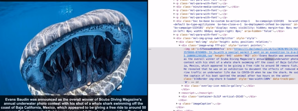 whale shark on left with alt text of the image on the right